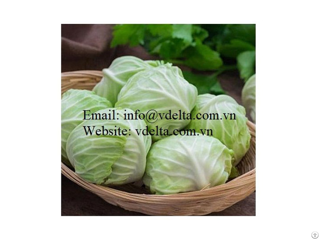 Fresh White Cabbage From Vietnam Standard For The Supermarket