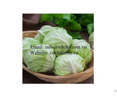 Fresh White Cabbage From Vietnam Standard For The Supermarket