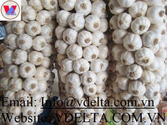 High Quality Fresh Garlic Vietnam