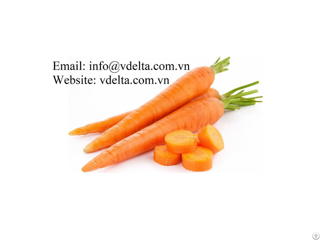 100% Natural Fresh Carrot From Vietnam The Standard For A Uspermarket