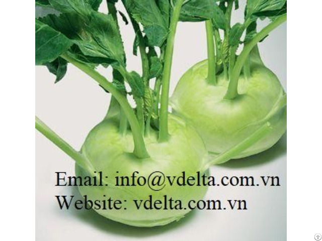 100% Natural Fresh Kohlrabi From Vietnam The Standard For A Uspermarket