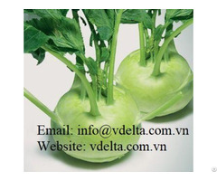 100% Natural Fresh Kohlrabi From Vietnam The Standard For A Uspermarket