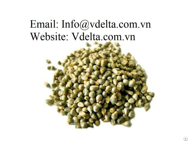 Green Millet Bajra