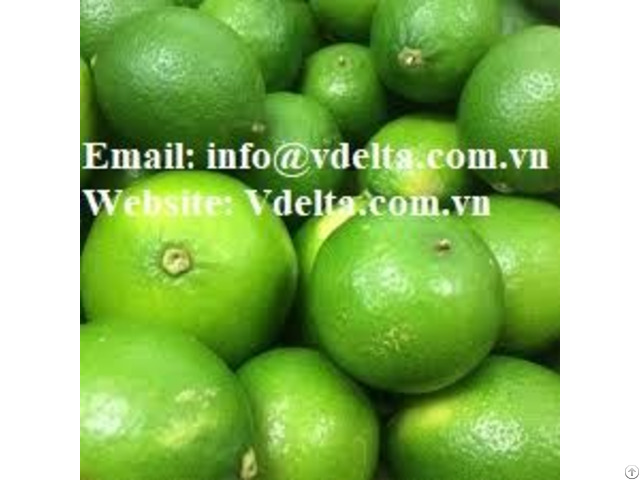 Export Quality Fresh Lime