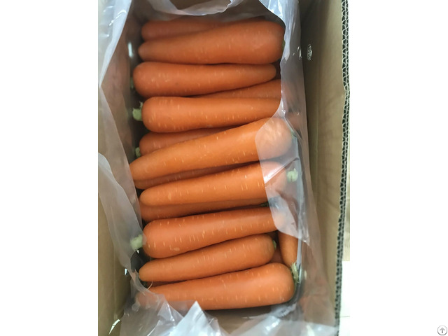 Fresh Carrot Natural From Vietnam