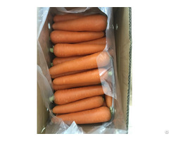 Fresh Carrot Natural From Vietnam
