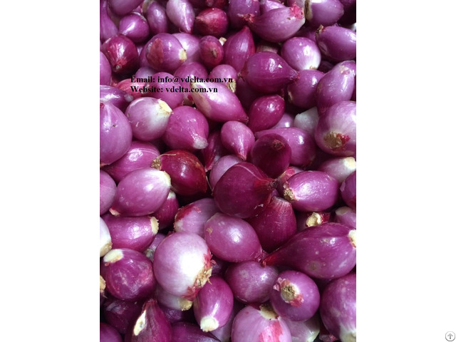 High Quality Dried Onion