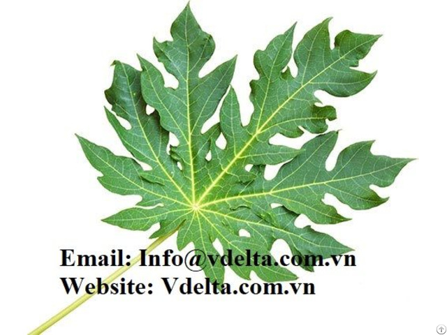 High Quality Papaya Leaf