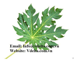 High Quality Papaya Leaf