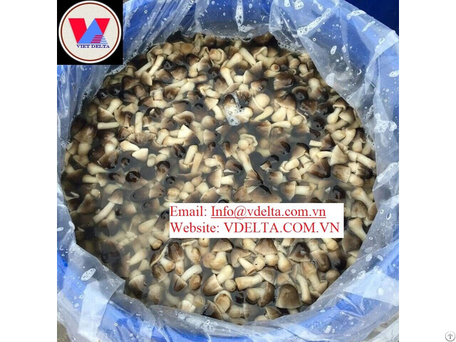 Salted Straw Mushroom High Quality From Vietnam