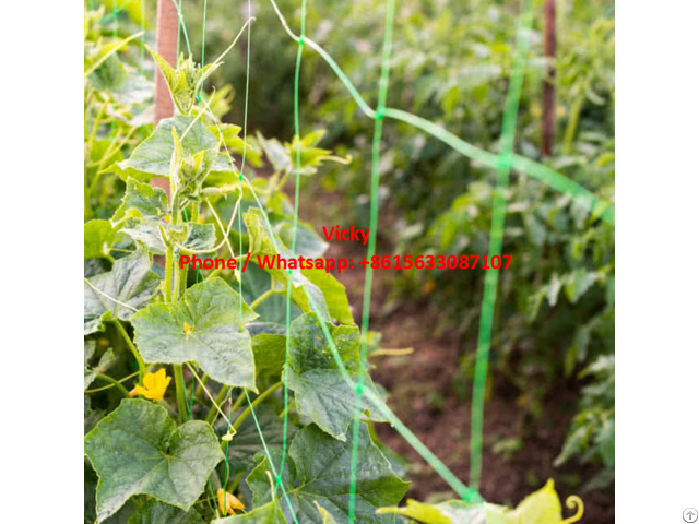 Green Color Plant Support Mesh Cucumber Climbing Net