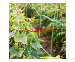 Green Color Plant Support Mesh Cucumber Climbing Net