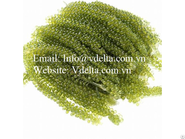 High Quality Seagrapes From Vietnam