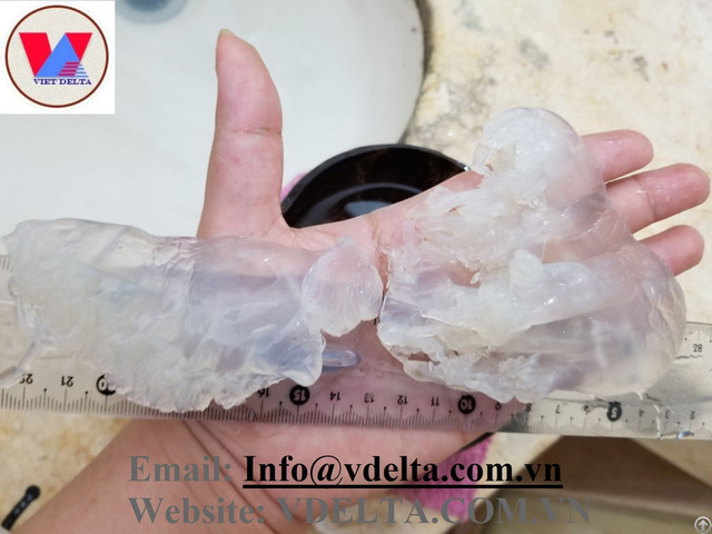 Salted Jelly Fish For Food High Quality Cheap Price