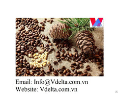 Cheap Pine Nuts From Vietnam