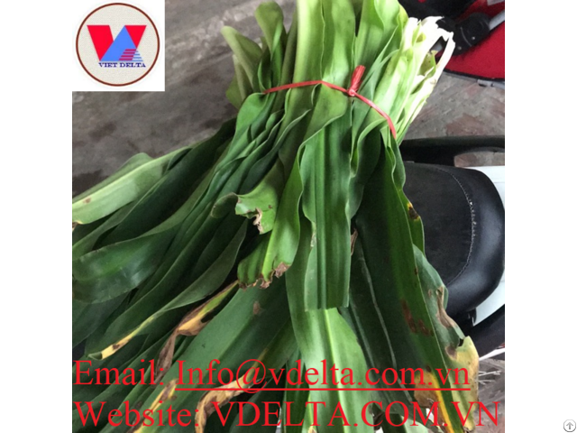 Organic Dried Crinum Latifolium Leaves