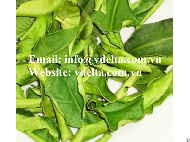 Dried Lime Leaves From Viet Nam