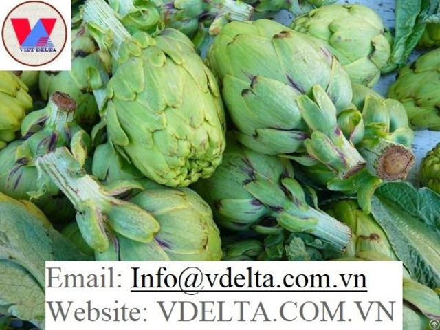 Artichokes Flower High Quality From Viet Nam