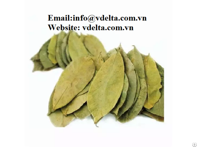 Organic Dried Soursop Leaf From Viet Nam