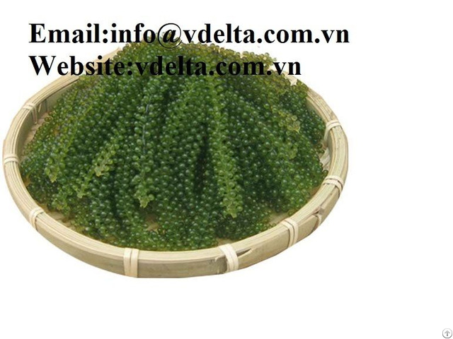 100% Natural Sea Grapes With Best Quality From Vietnam