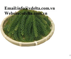 100% Natural Sea Grapes With Best Quality From Vietnam