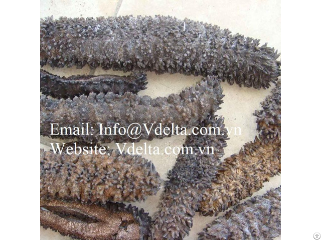 Dried Sea Cucumber From Vietnam