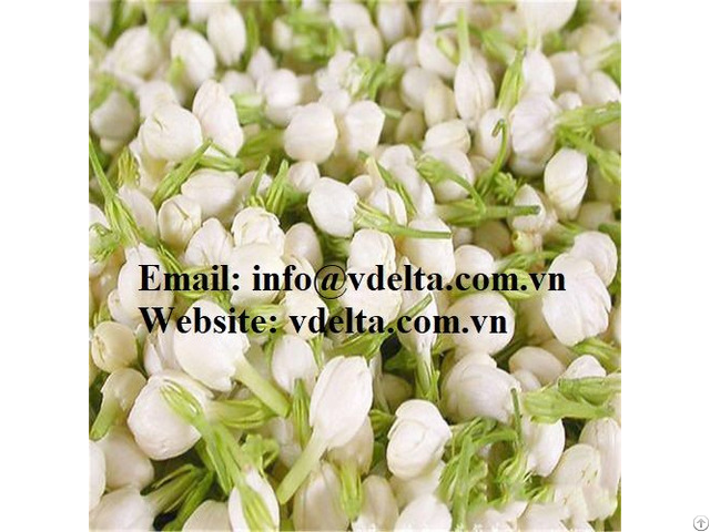 Dried Jasmine Flowers Tea In Bulk