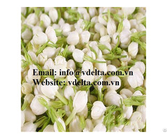 Dried Jasmine Flowers Tea In Bulk