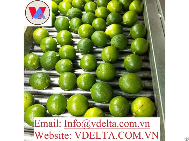 100% Fresh Lemon For Sale Origin Vietnam