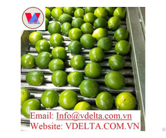 100% Fresh Lemon For Sale Origin Vietnam