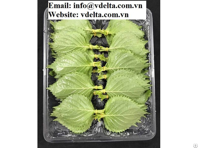 Viet Nam Supplier Green Perilla Leaves