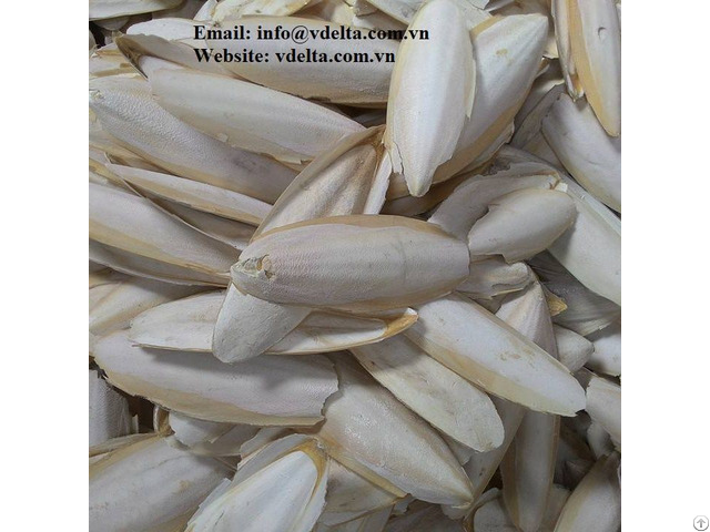 Hot Sale Cutllefish Bone From Viet Nam