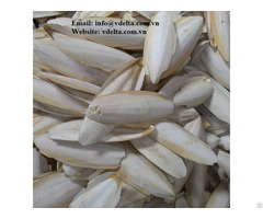 Hot Sale Cutllefish Bone From Viet Nam