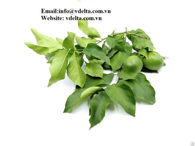 Best Price Dried Lemon Leaf From Vietnam