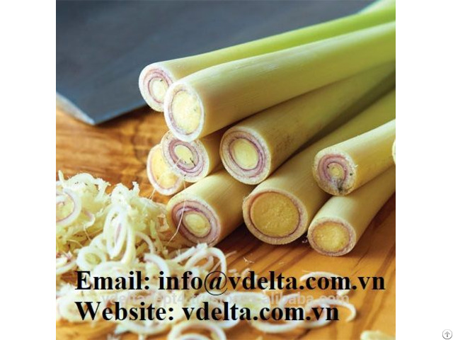 Best Supplier For Lemongrass From Viet Nam