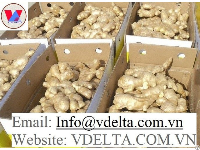 High Quality Fresh Ginger From Viet Nam