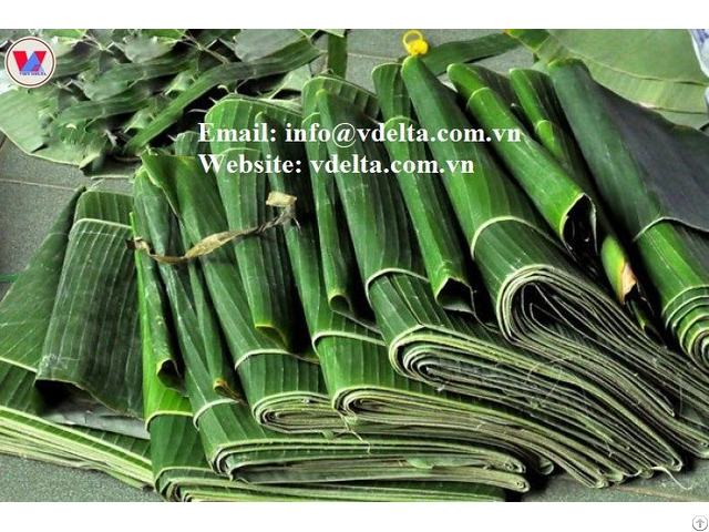 100% Natural Fresh Banana Leaves