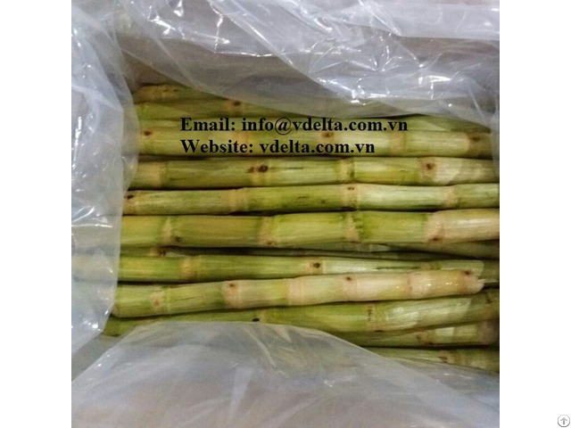 Frozen Sugar Cane Health Benefits