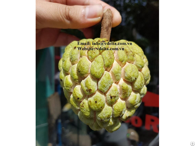 Premium Fresh Custard Apple