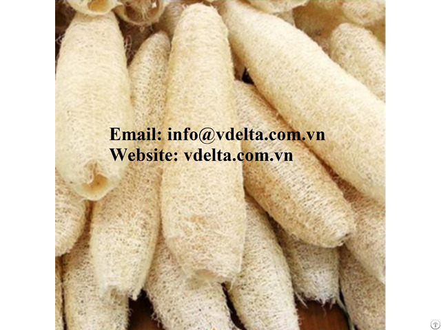 Best Price Luffa From Vietnam