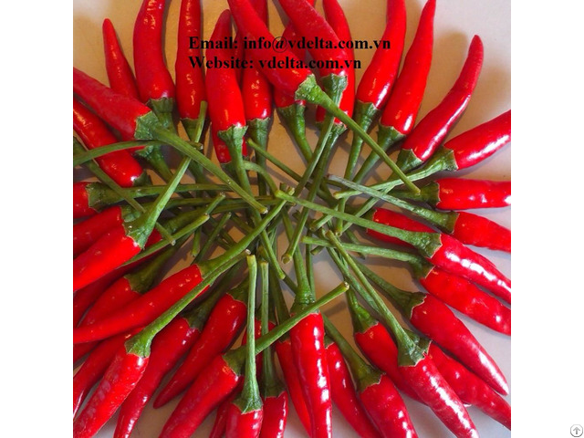 Vietnam Fresh Red Hot Chilli