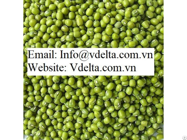 Green Mung Beans From Vietnam