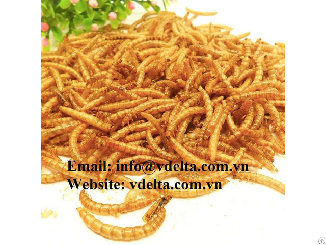 Dried Superworms Hight Quality From Viet Nam