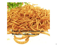 Dried Superworms Hight Quality From Viet Nam