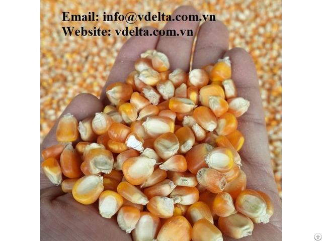 Best Price Dried Corn