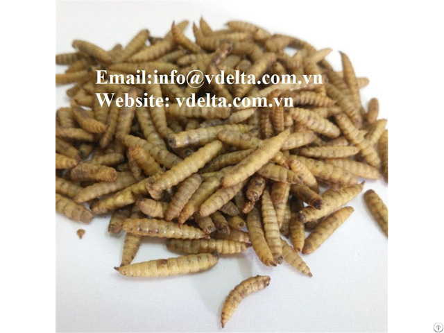 Dried Black Soldier Fly Larvae From Vietnam