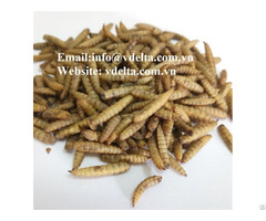 Dried Black Soldier Fly Larvae From Vietnam
