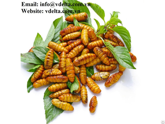 Silkworm Pupa Hight Quality From Viet Nam