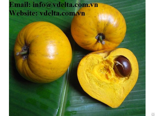 Pouteria Lucuma From Viet Nam