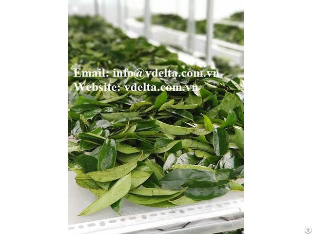 Soursop Leaves From Viet Nam